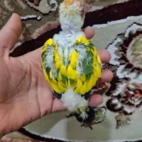 طوطی خورشیدی پشت زرد|پرنده|سنندج, |دیوار