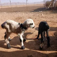 سلام فروش بره نر وماده شیری