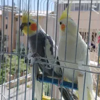 عروس هلندی جفت
