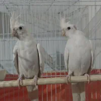 عروس هلندی وایت