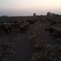 سگ دامداری آدم گیر