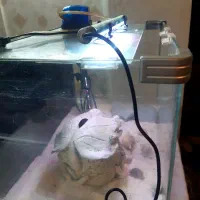 آکواریوم  شرکتی با تمام لوازم|ماهی|تهران, فلاح|دیوار