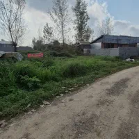 زمین جنگلی با نامه بنیاد مسکن