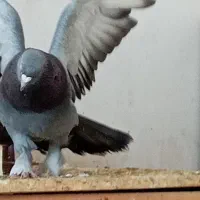 طوطی عروس هلندی گم شده