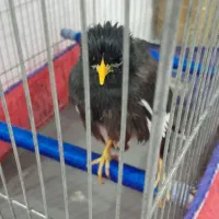پرنده