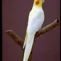 عروس هلندی سخنگو