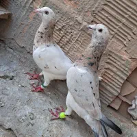 کبوتر|پرنده|سبزوار, هویزه|دیوار
