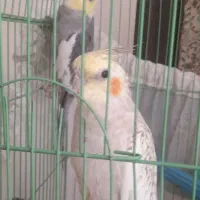 عروس هلندی مولد دستی