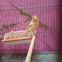 قناری ماده جفتی سهره اماده