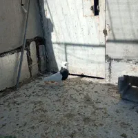 شهری|پرنده|شیراز, دست خضر|دیوار