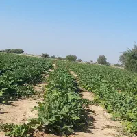 فروش-زمین-کشاورزی