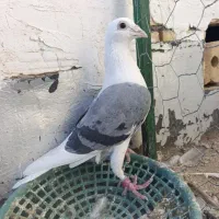 3 عدد صید قلدر پرشی