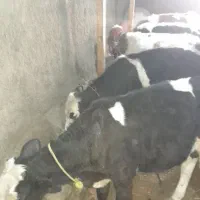 گوساله نر|حیوانات مزرعه|مهربان, |دیوار