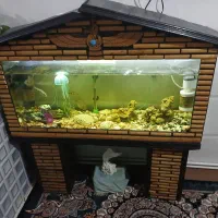 اکواریوم ماهی