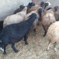 ۱۰ راس میش بره دار