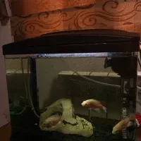 اکواریوم شرکتی ماهیران