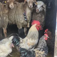 کوهستان گوشتی زنده