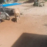 سگ پژدر حالص