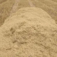 کاه گندم فله ای