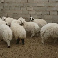 بره  فروشی|حیوانات مزرعه|فردوس (خراسان), |دیوار