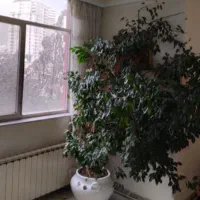 درخت بنجامین سیلور طبیعی درختچه بنجامین