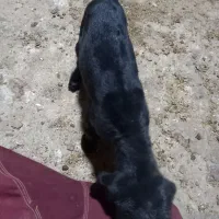 بزغاله شیری|حیوانات مزرعه|آشتیان, |دیوار