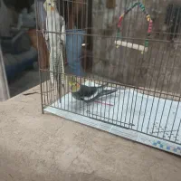 عروس هلندی|پرنده|رشت, فخب|دیوار