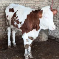 گوساله|حیوانات مزرعه|آق قلا, |دیوار