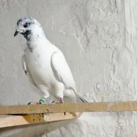 کبوتر پرشی