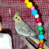 عروس ماده دستی بالغ آماده جفتگیری