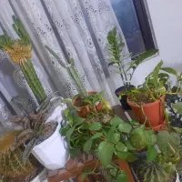 گل و گیاه|گل و گیاه طبیعی|رباطکریم, رباطکریم|دیوار