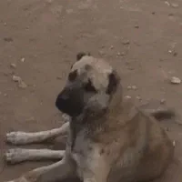 سگ گمشده|سگ|چنگ الماسی, |دیوار