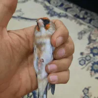 سهره چونه سفید|پرنده|پاکدشت, پاکدشت (مامازند)|دیوار