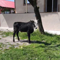 ورزا چالوسی