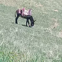 یک الاغ جوان