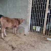 گوساله سیمنتال|حیوانات مزرعه|مرودشت, کناره|دیوار