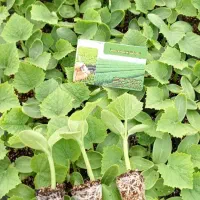 کاشت و فروش نشا