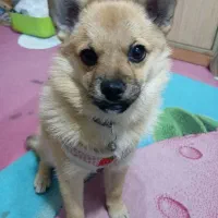 سگ پامر ۶ماه ماده