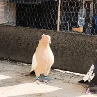 کبوتر سینه ای زرد نر درجه یک|پرنده|زیباشهر, |دیوار