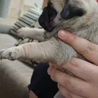 واگذاری|سگ|شاهینشهر, دکتر حسابی|دیوار