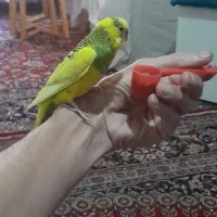 مرغ عشق نر دستی بالغ بخوان کار داده