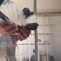 لوت عراق|پرنده|خرمشهر, |دیوار