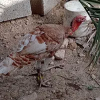 یک عدد بوقلمون نر