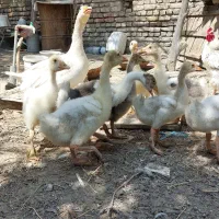 جوجه غاز