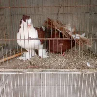 پرنده زینتی
