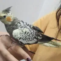عروس هلندی