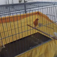 قناری پرتقالی|پرنده|محمدیه-قزوین, |دیوار