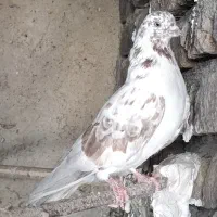 کبوتر،تهرانی درجه یک،شرطی|پرنده|بیستون, |دیوار