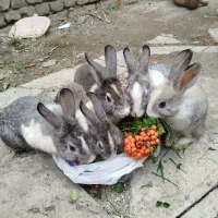 5عدد خرگوش بازیگوش