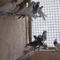 کبوتر نقش و تهرونی|پرنده|اصفهان, طامه|دیوار